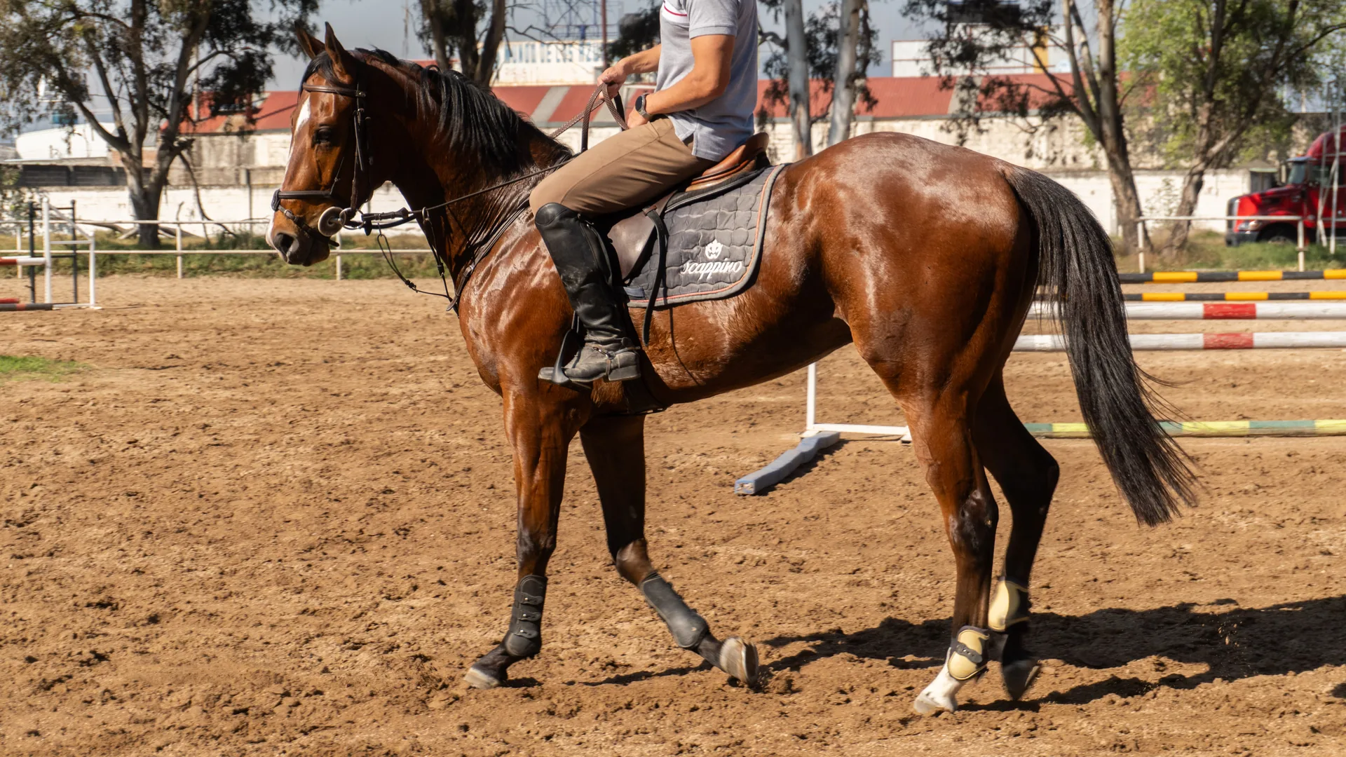 Génesis, Quarter Horse colorado de salto