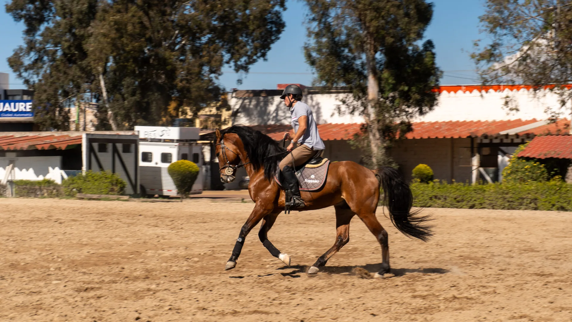 Manzanares, Warlander bayo en movimiento